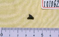 鼬鯊屬牙齒化石藏品圖，第1張